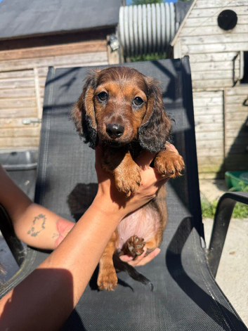 READY TO LEAVE !! miniature dachshunds