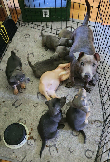 Jack Russell puppies for sale