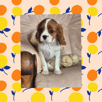 Beautiful Cavalier boy