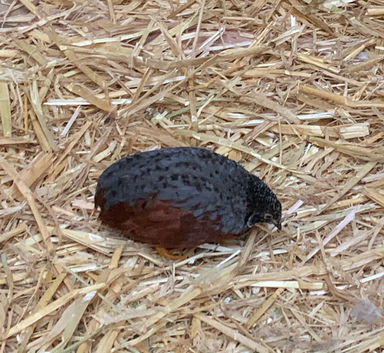 Chinese Painted Quail MALES