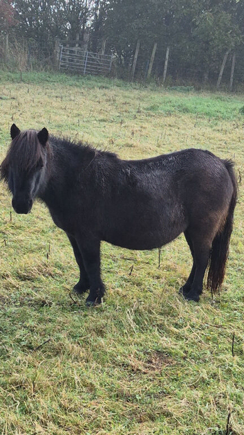 Mini shetland mare