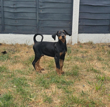 KC reg Dobermann puppy (READY)