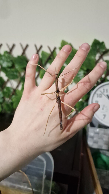 Stick insects rehome Fleetwood