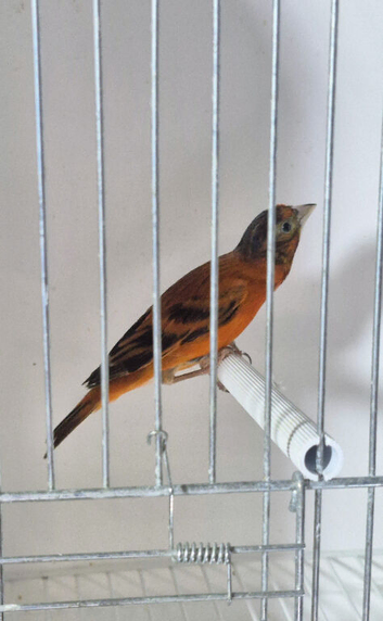 Red Siskin F1 mule