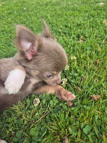 Chihuahua