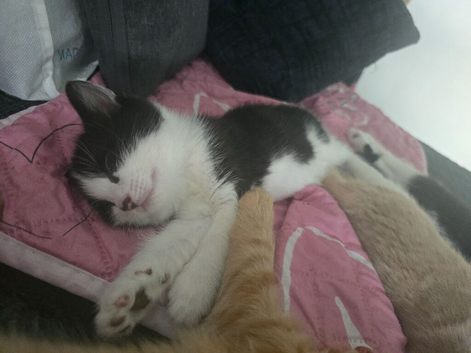 1 black and white female kitten