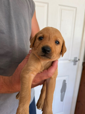 Beautiful litter of fox red Labrador puppies