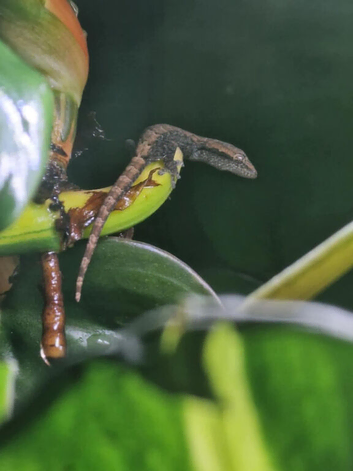 Mourning geckos