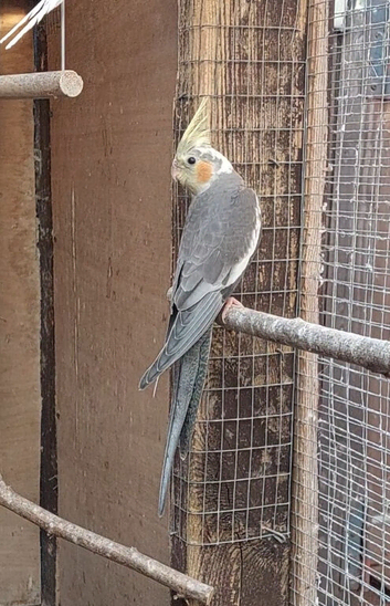 Variety of baby cockatiels ready 31st July