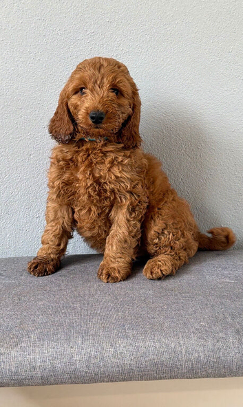 Stunning Cockapoo pup Boy