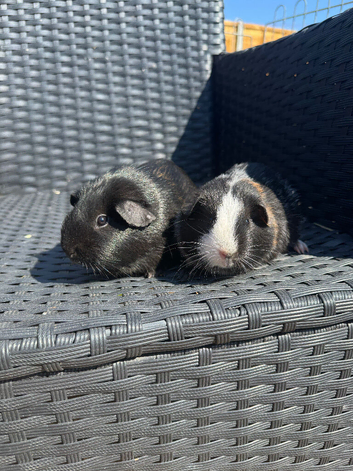 Two beautiful sisters