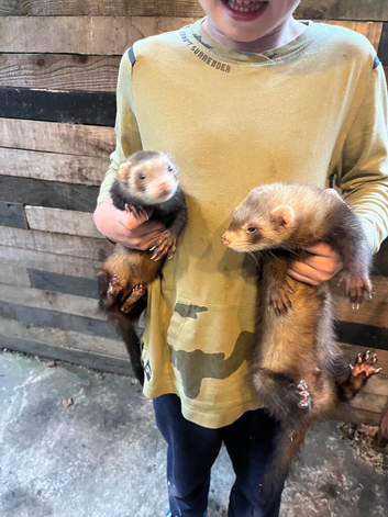 Ferret / polecat