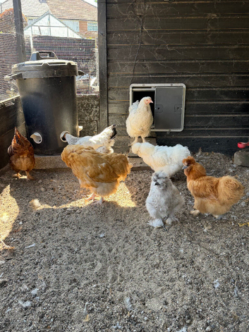 7 POL chickens and some fertile eggs for sale.