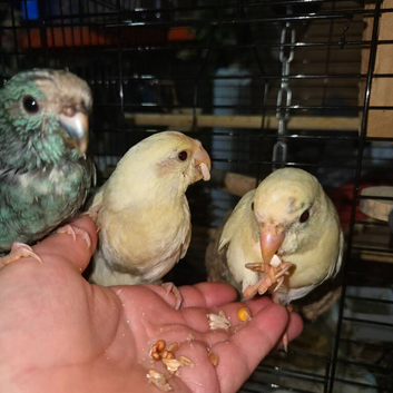1 left. cream hand reared kakarikis. Ready weekend of the 27th June.