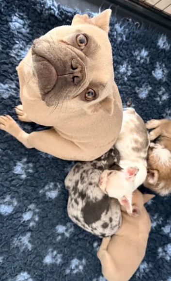 Pup for sale