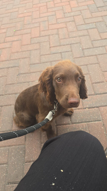Sprocker