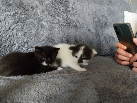 Two Cats  fore sell
