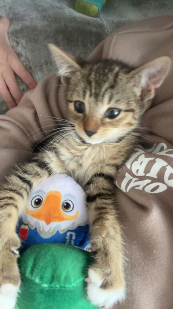 kitten looking for new home