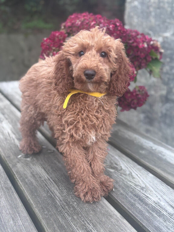 Min Poodle Puppies