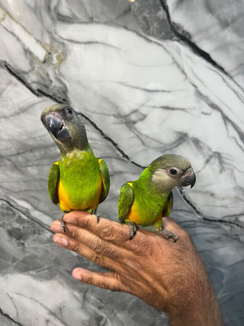 Baby HandReared Friendly Super Tame Senegal Parrot,7