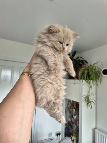Fluffy lilac male