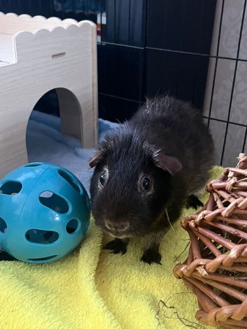 Male Guine Pig 10 months old with food and accessories