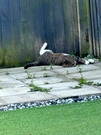 Cats
