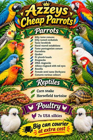 Cheap healthy parrots
