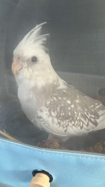 Sweet cockatiel