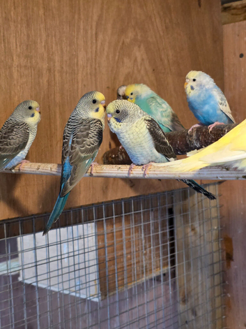 Blackwing budgies