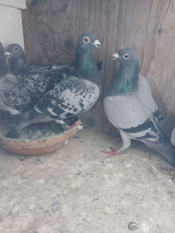 20 racing pigeons for sale