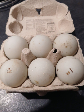 Indian Runner fertile eggs