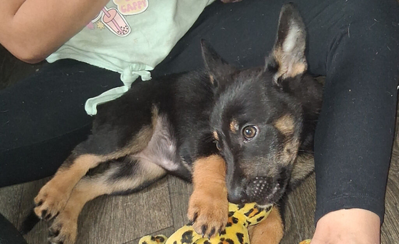 Germany shepherd pups