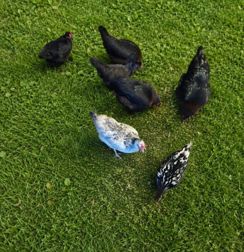 6 chickens looking for new home