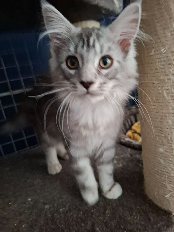 Male kittens ready to leave shortly