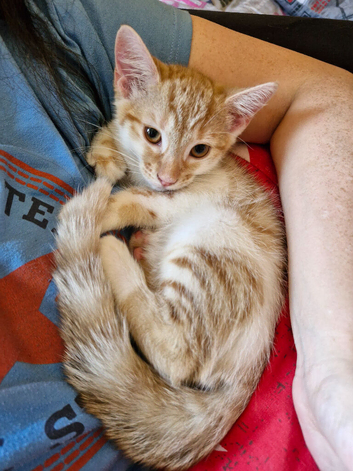 Ginger & white female kitten