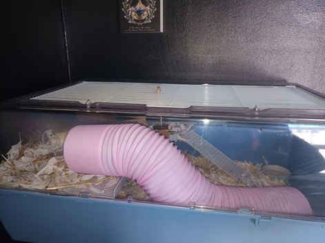 Mice for sale