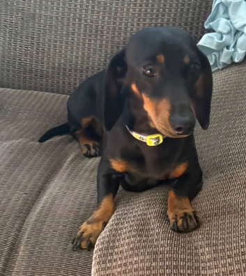 Miniature dachshund