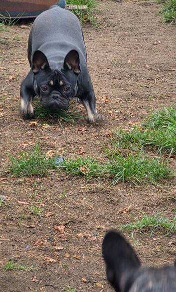 2 girls beautiful healthy French bulldog