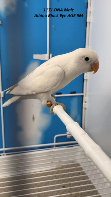 All Male Lovebirds Age 4 to 6 Months