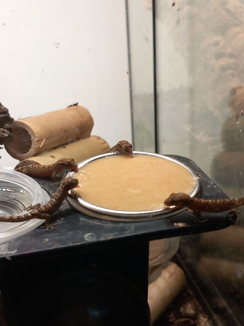 Mourning geckos