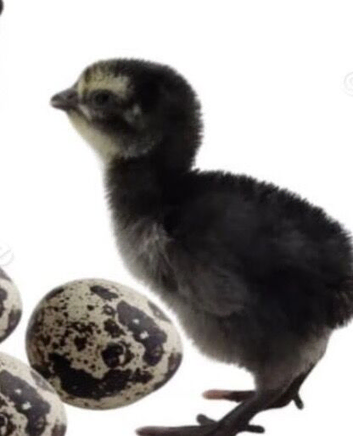 Rare black & pansy coturnix quail chicks for sale