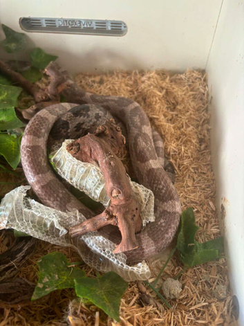 Corn snake