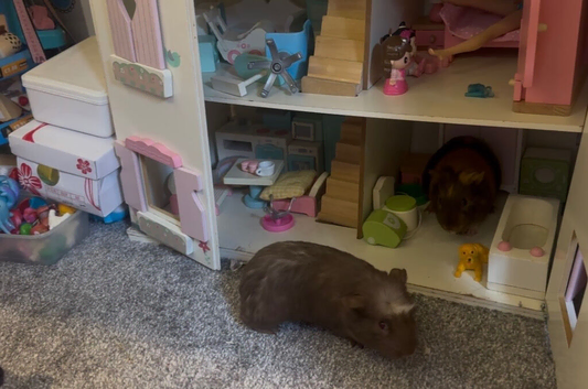 Two guinea pigs with enclosure and accessories