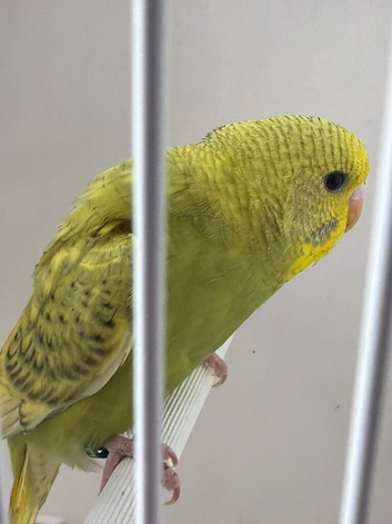 BEAUTIFUL BABY BUDGIE HEN RING NUMBER 53 2026 BRED