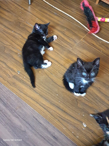 Beautiful 7 to 8 weeks old kittens