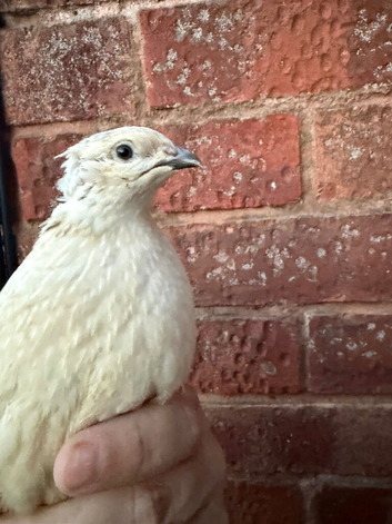 Beautiful all White Male Japanese Coturnix Quail