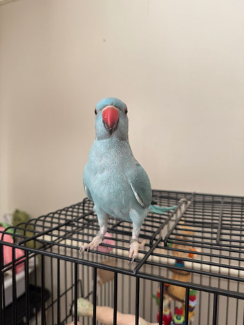 Beautiful blue IRN parakeet for sale