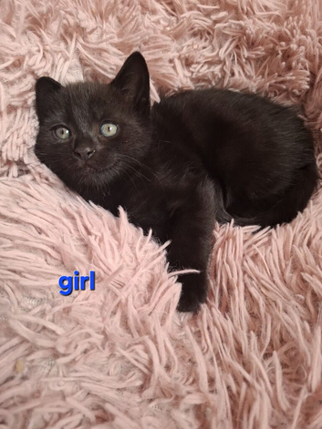 Kittens
