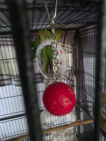2 female ring neck
